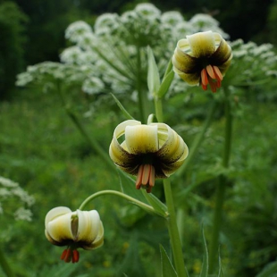 Lilium ciliatum